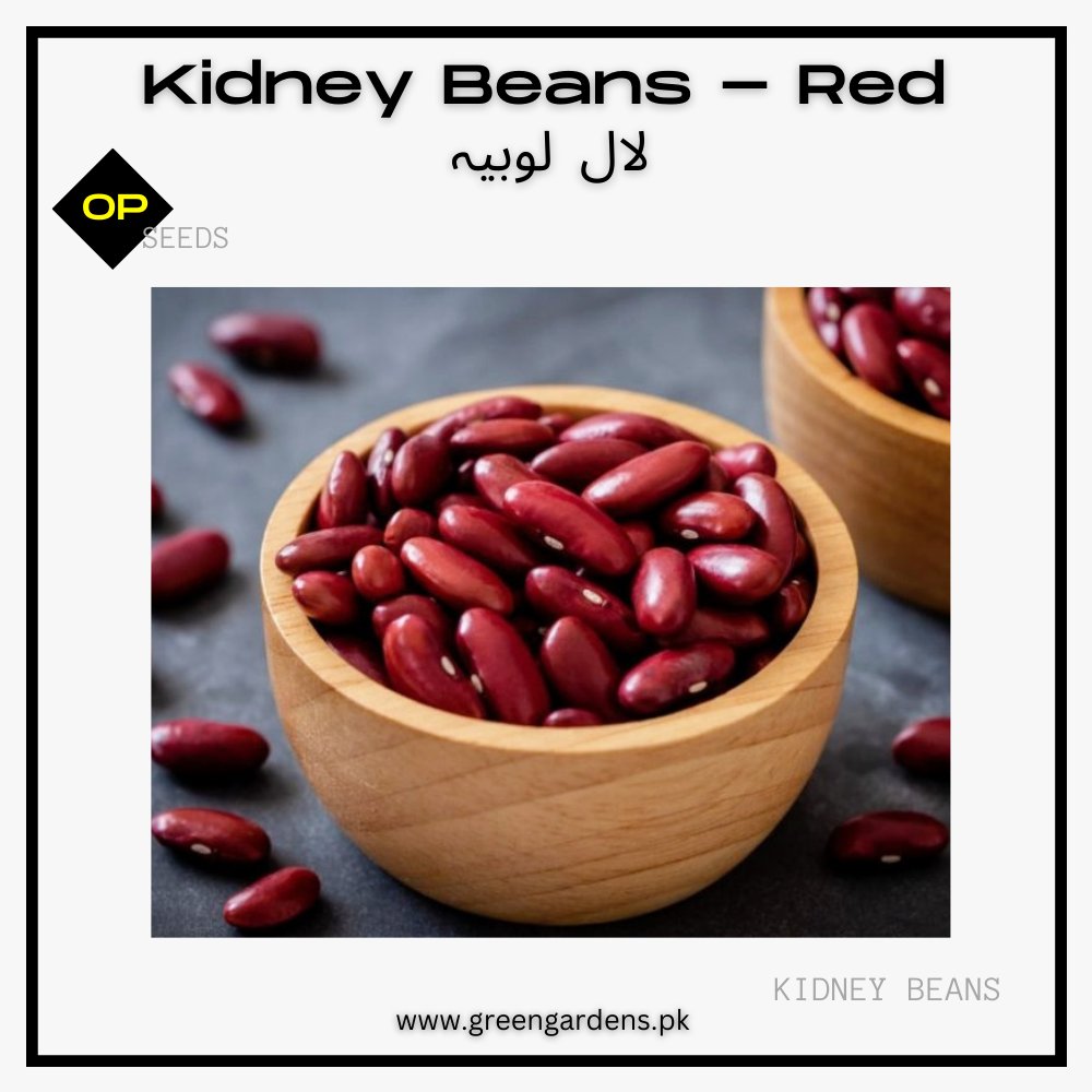 Kidney Beans Seeds- Red لال لوبیہ