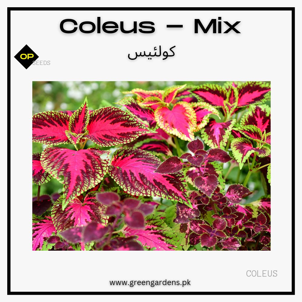 Coleus Seeds - Rainbow Mix