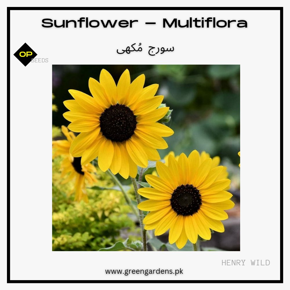 Sunflower Multiflora (SUMMER) سورج مُکھی