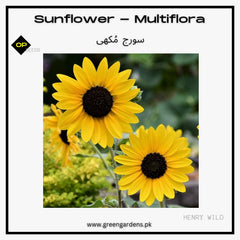 Sunflower Multiflora (SUMMER) سورج مُکھی