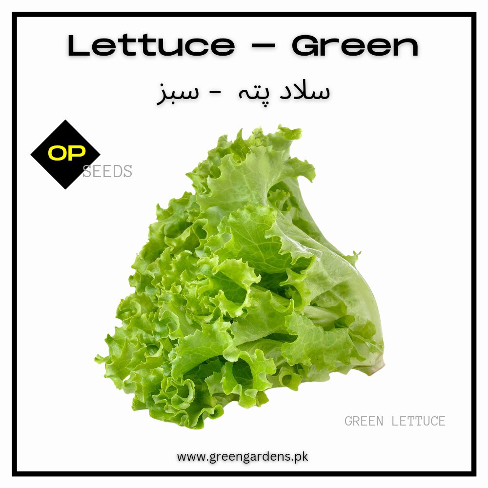 Lettuce Green (WINTER) / سلاد پتہ