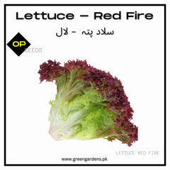 Lettuce Red Fire Seeds (WINTER) لال سلاد پتہ