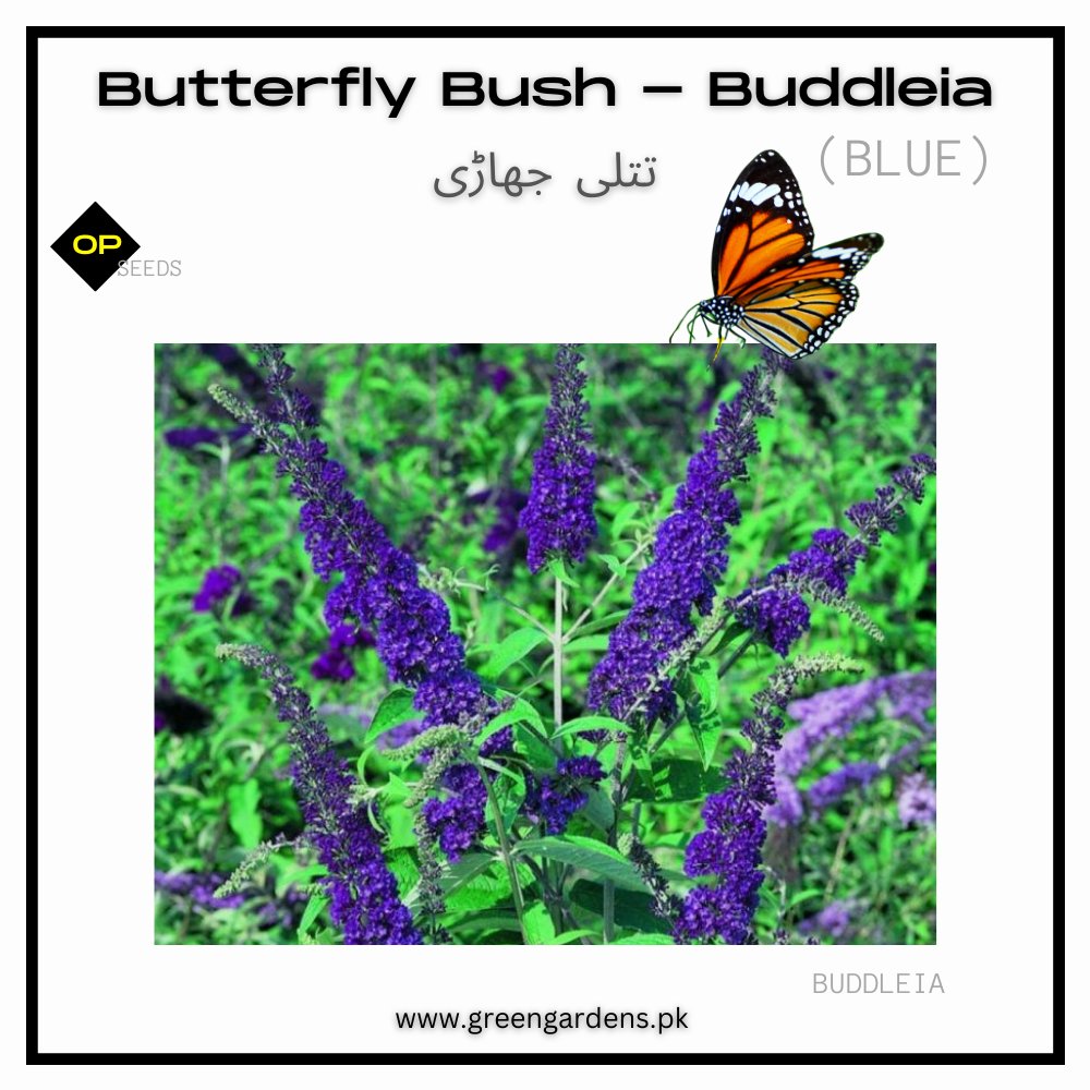 Buddleia Blue Seeds (Butterfly Bush)