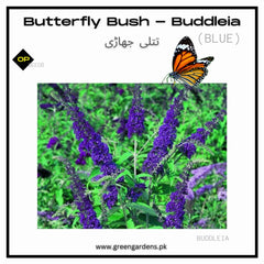 Buddleia Blue Seeds (Butterfly Bush)