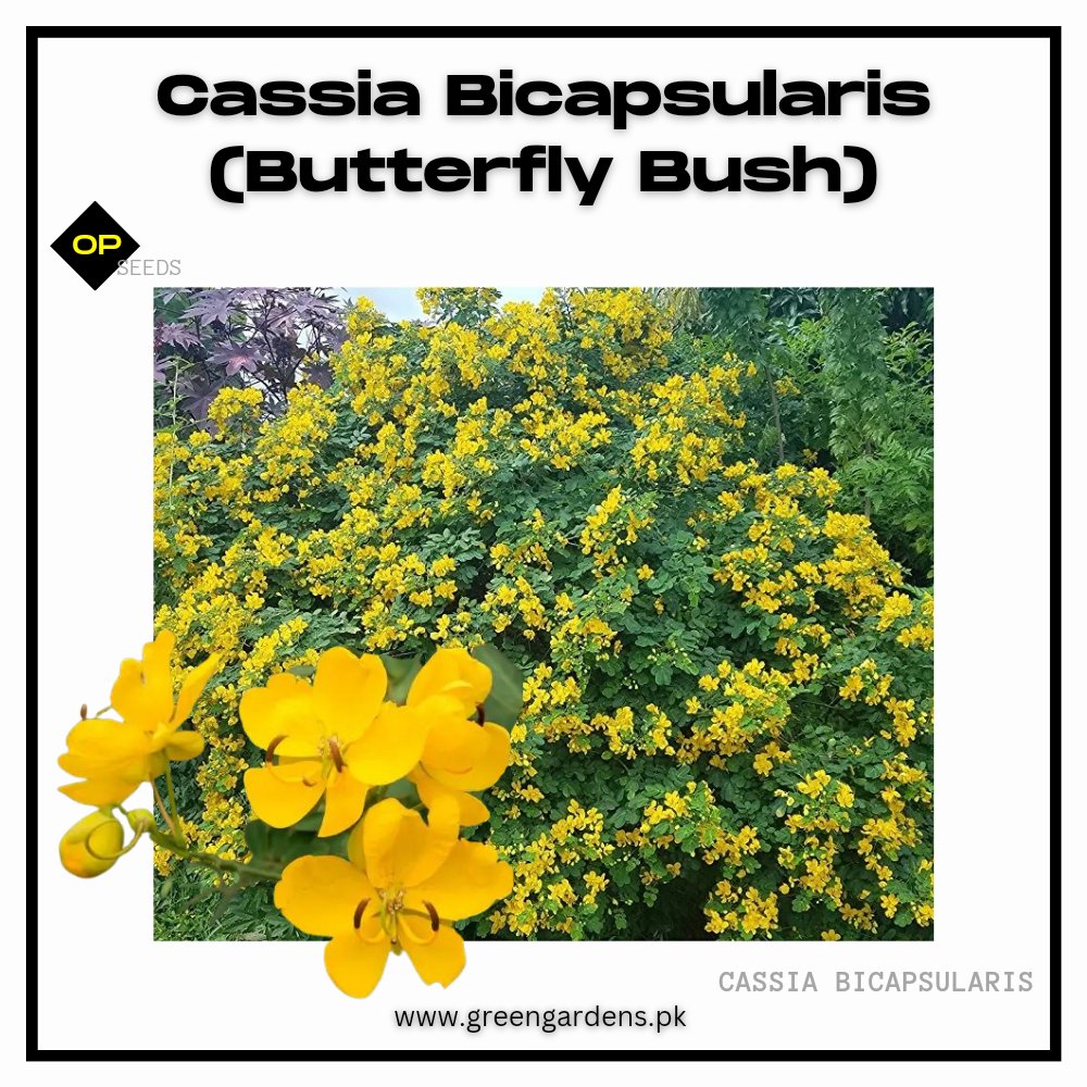 Cassia Bicapsularis (Butterfly Bush) - Perennial
