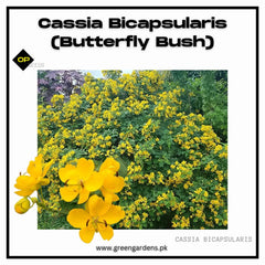 Cassia Bicapsularis (Butterfly Bush) - Perennial