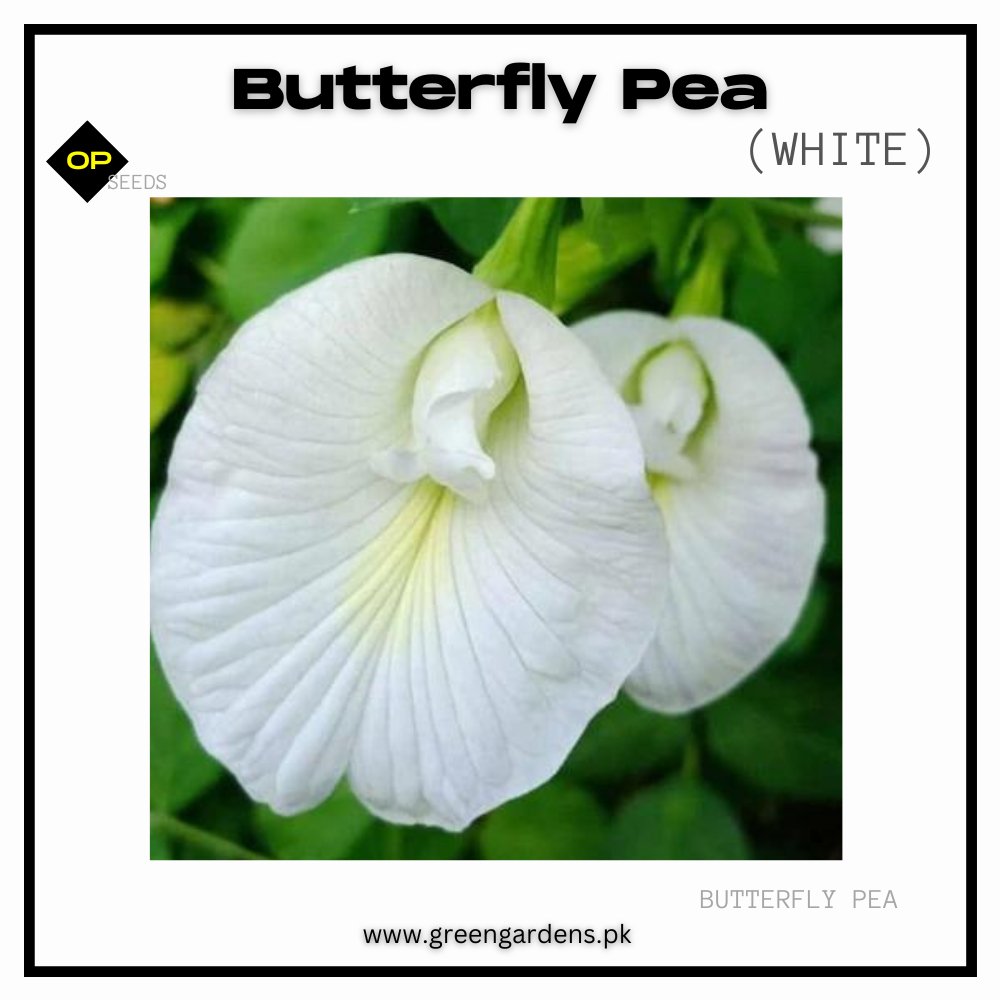Butterfly Pea Seeds - White
