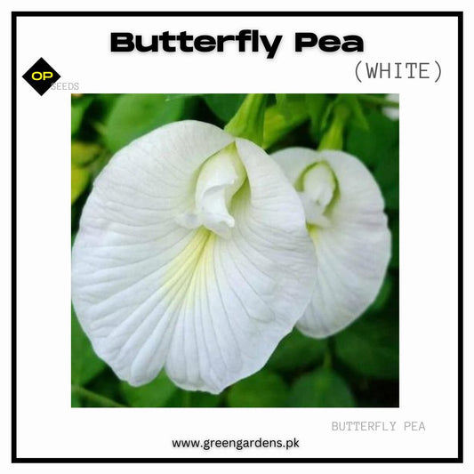 Butterfly Pea Seeds - White