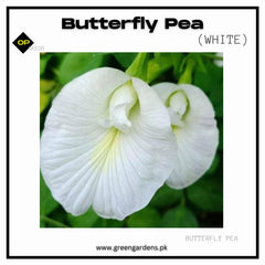 Butterfly Pea Seeds - White