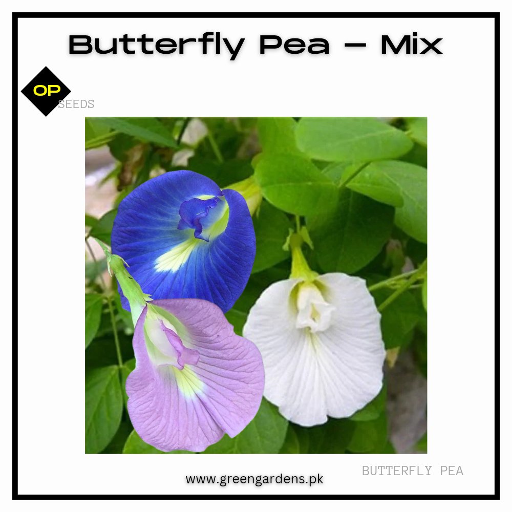 Butterfly Pea Seeds - Mix