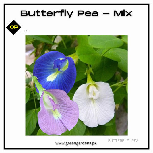 Butterfly Pea Seeds - Mix