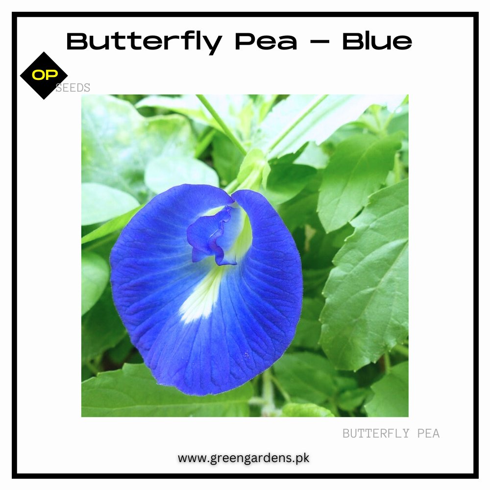 Butterfly Pea Seeds - Blue