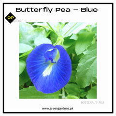 Butterfly Pea Seeds - Blue
