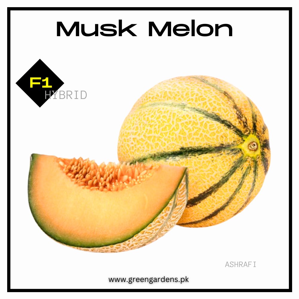Musk Melon, F1 Hybrid