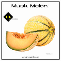 Musk Melon, F1 Hybrid