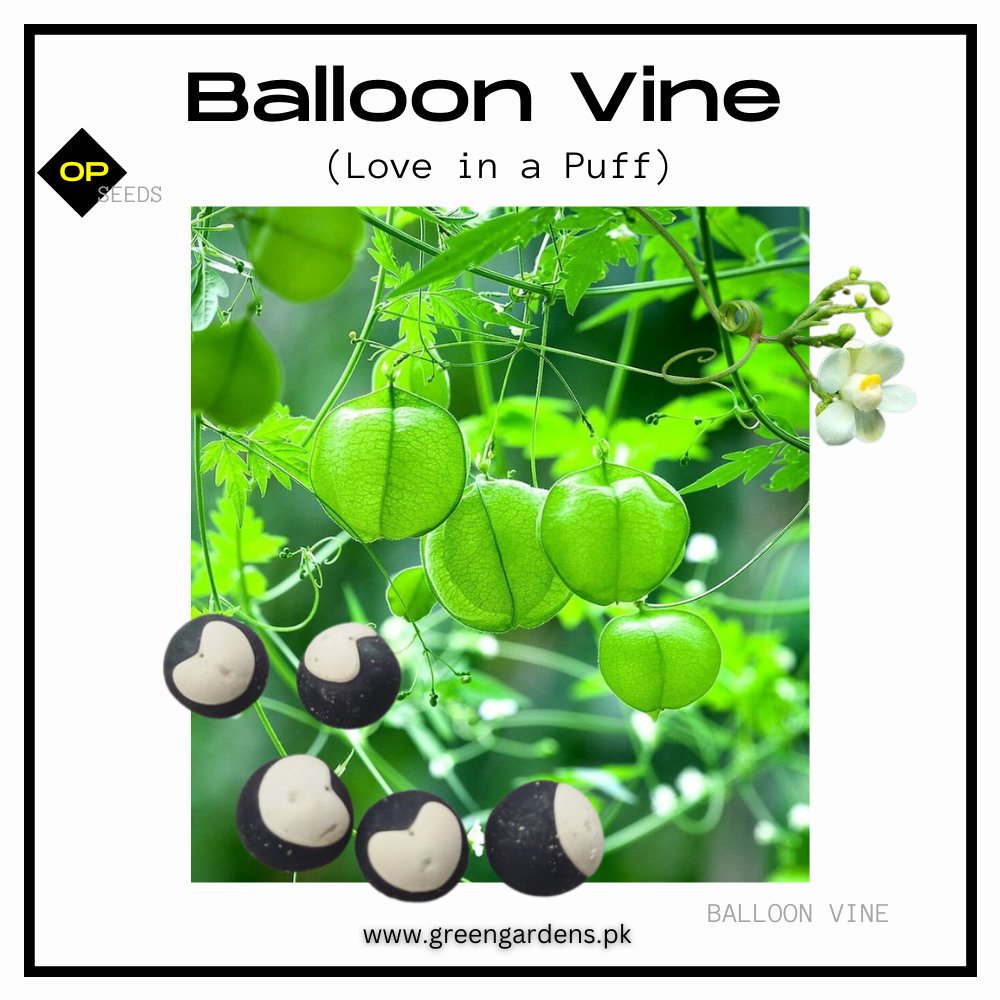Balloon Vine Seeds (Love in a Puff)