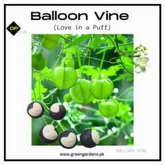 Balloon Vine Seeds (Love in a Puff)