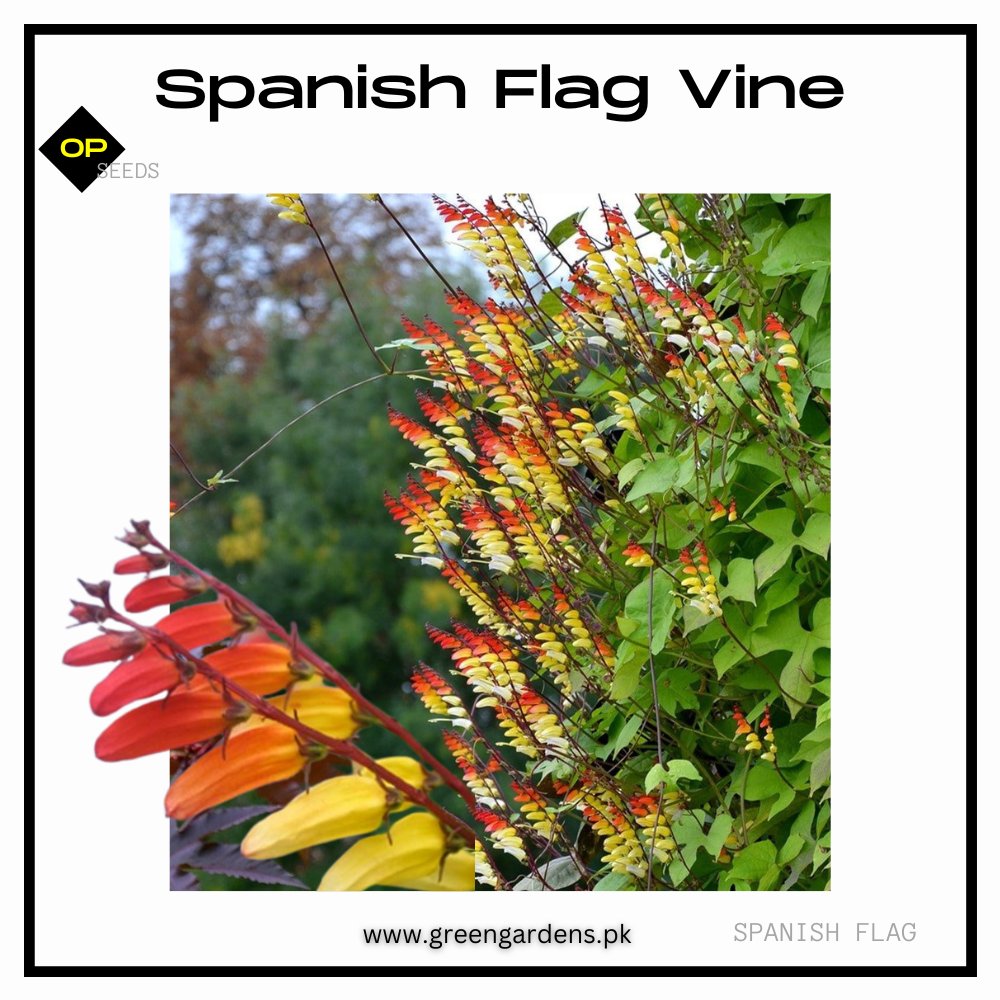 Spanish Flag Vine