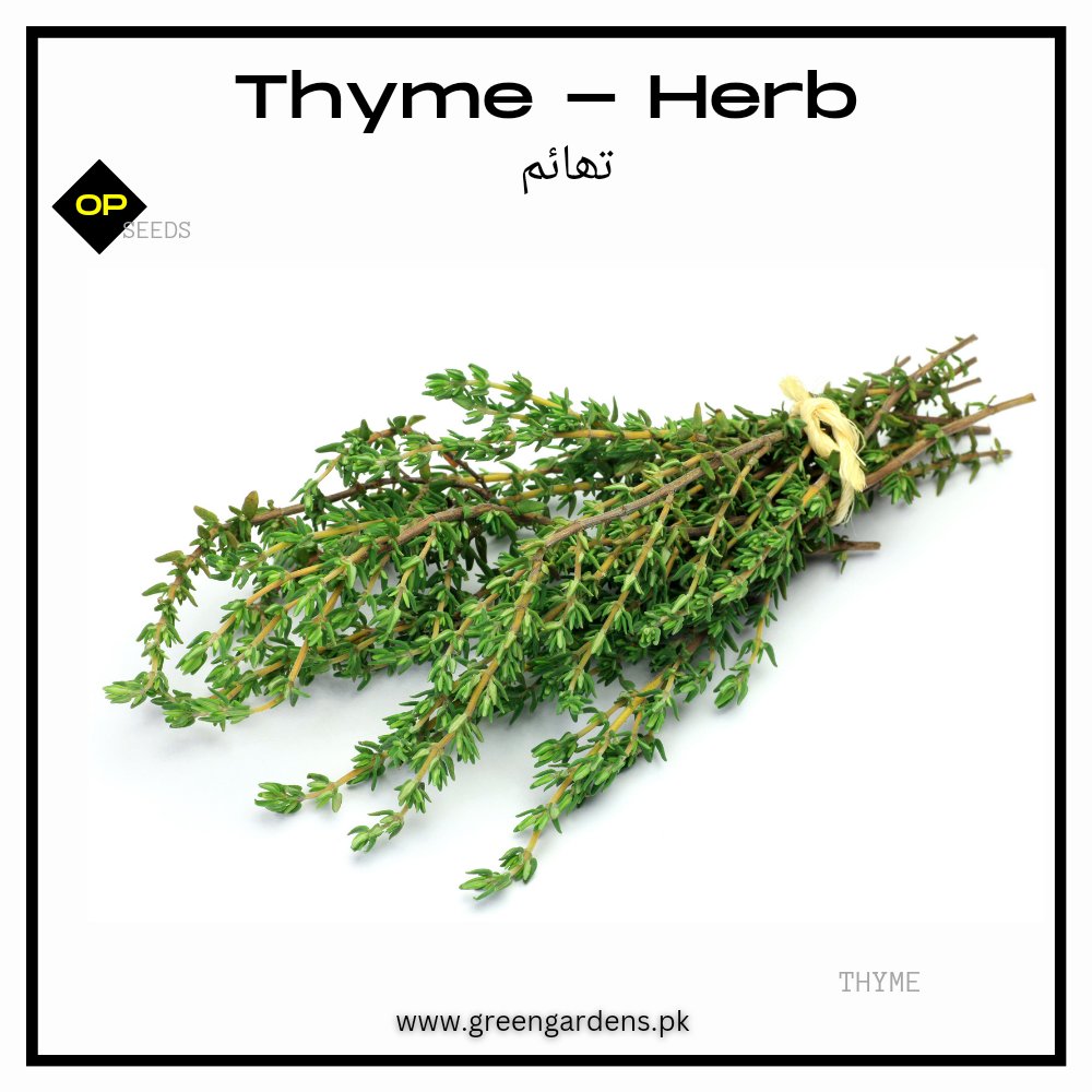 Thyme - Herbتھائم