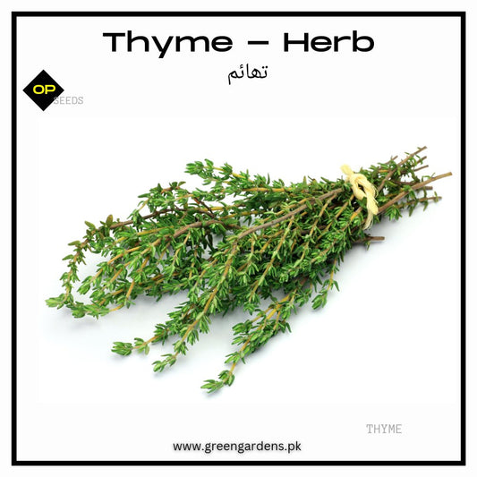 Thyme - Herbتھائم