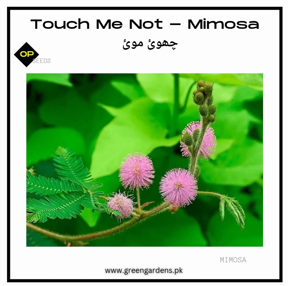 Touch Me Not (Mimosa) seeds / چھوئ موئ