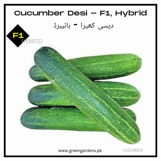 Cucumber F1, Hybrid (Desi Taste) {SUMMER} کھیرا ہائیبرڈ