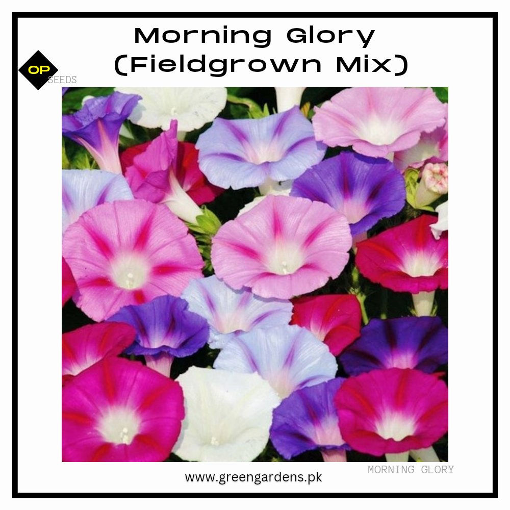 Morning Glory Seeds - Fieldgrown Mix