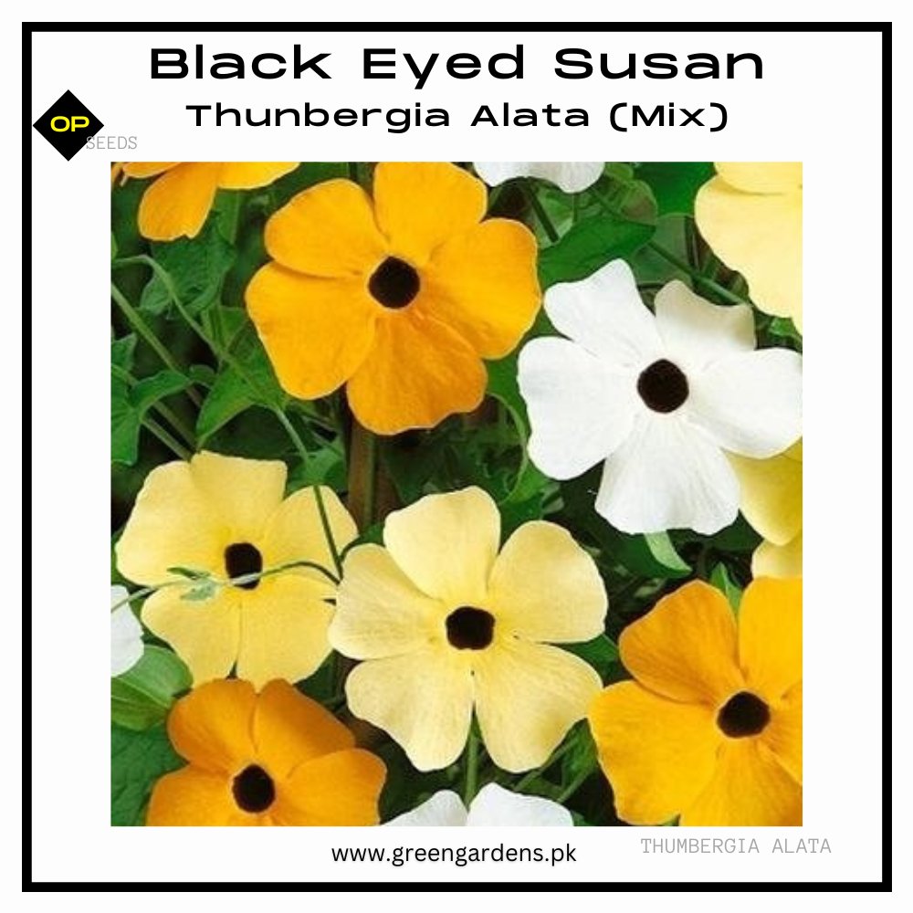 Black Eeyed Susan Vine Seeds, Thunbergia Alata (Mix)
