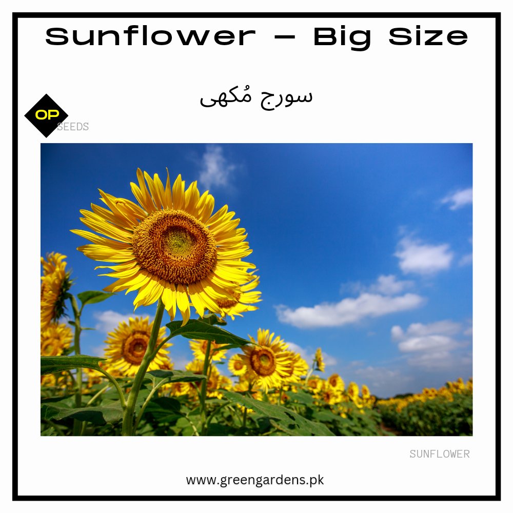 Sunflower - Big Size (Imported Seeds)