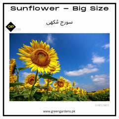 Sunflower - Big Size (Imported Seeds)