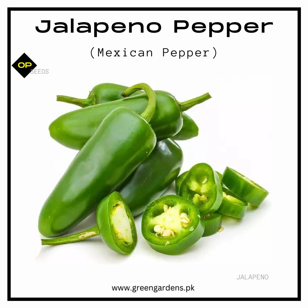 Jalapeno Pepper Seeds (WINTER)