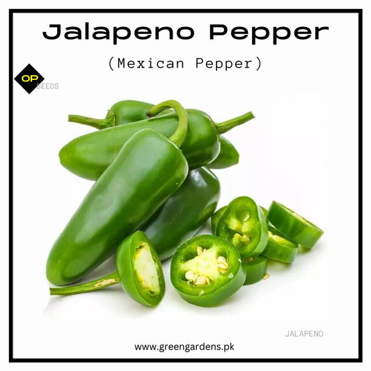 Jalapeno Pepper Seeds (WINTER)