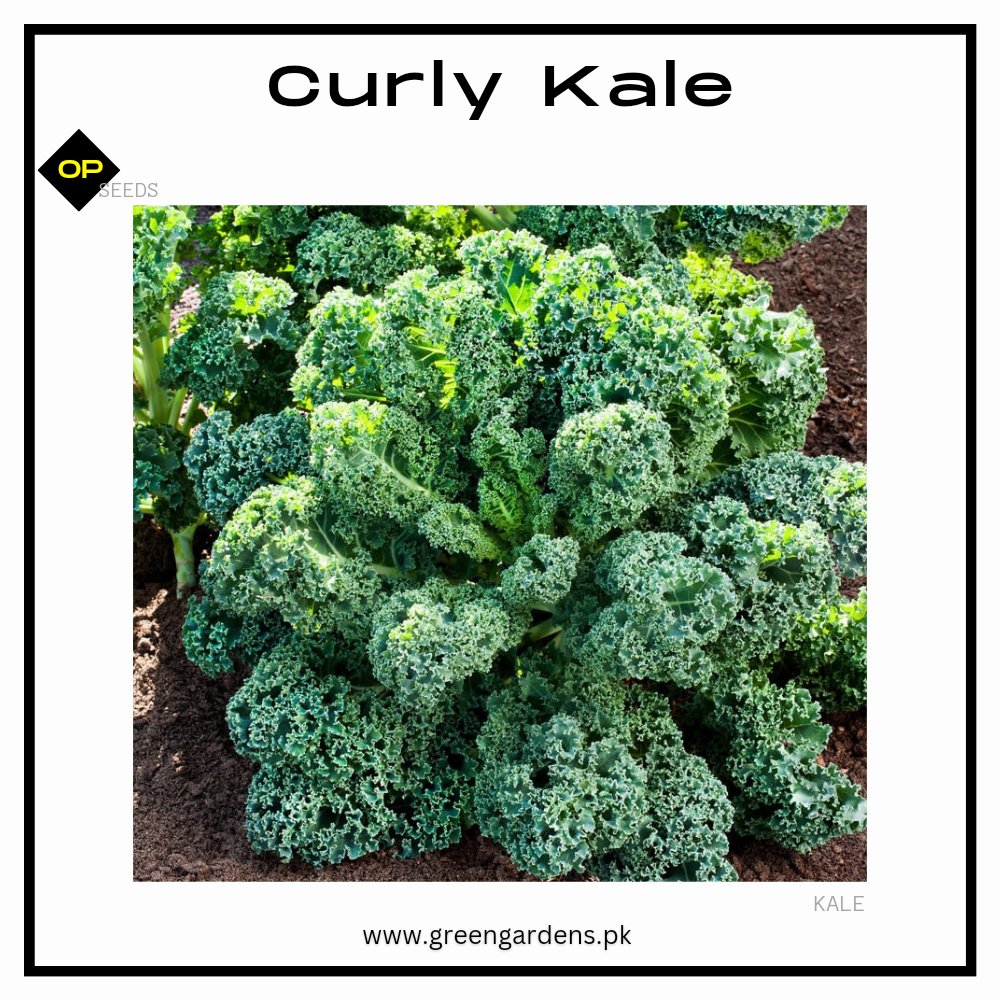 Curly Kale Seeds (Herb)