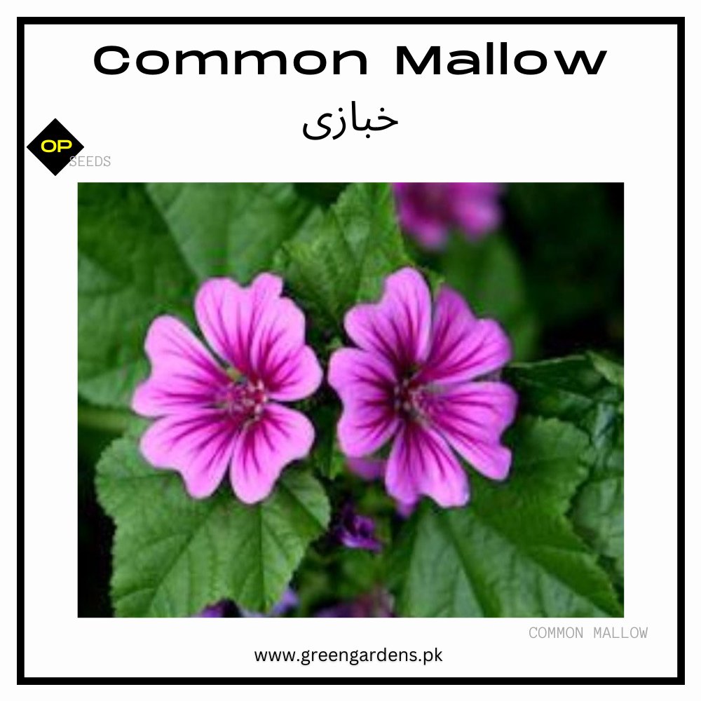 Common Mallow Seeds (خبازی)
