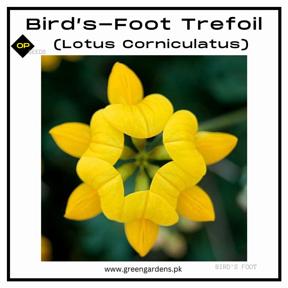 Bird’s-Foot Trefoil Seeds(Lotus Corniculatus)