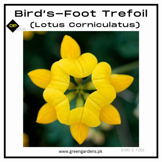 Bird’s-Foot Trefoil Seeds(Lotus Corniculatus)