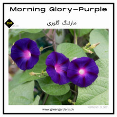 Morning glory - Purpleمارننگ گلوری