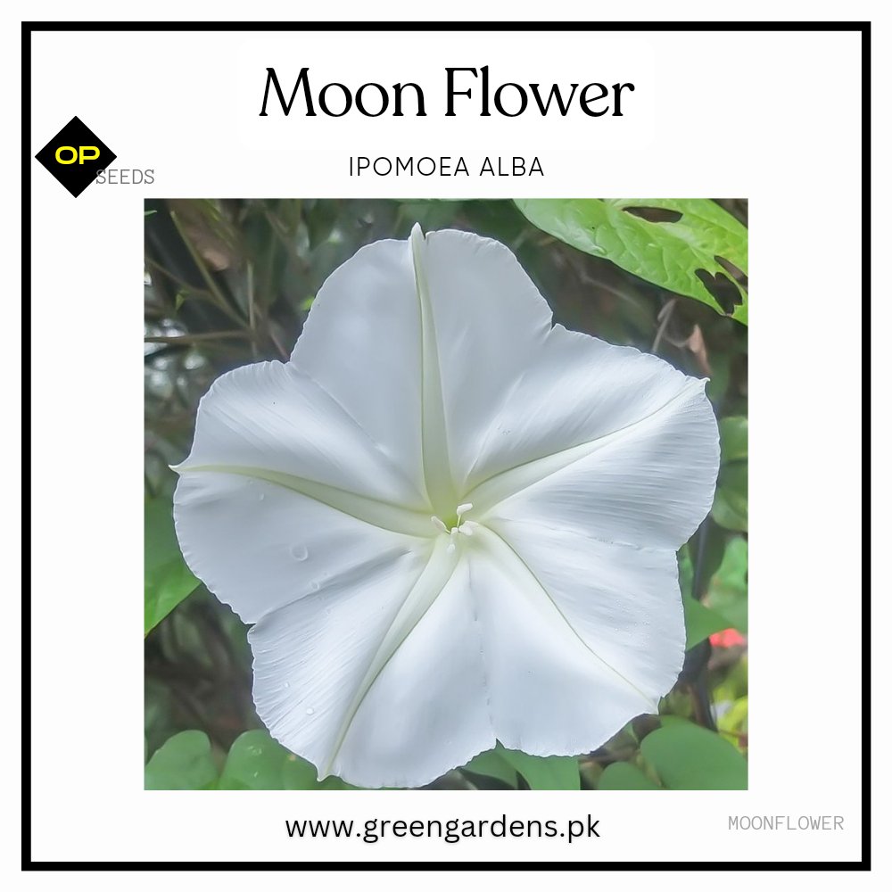 Moonflower