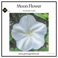 Moonflower