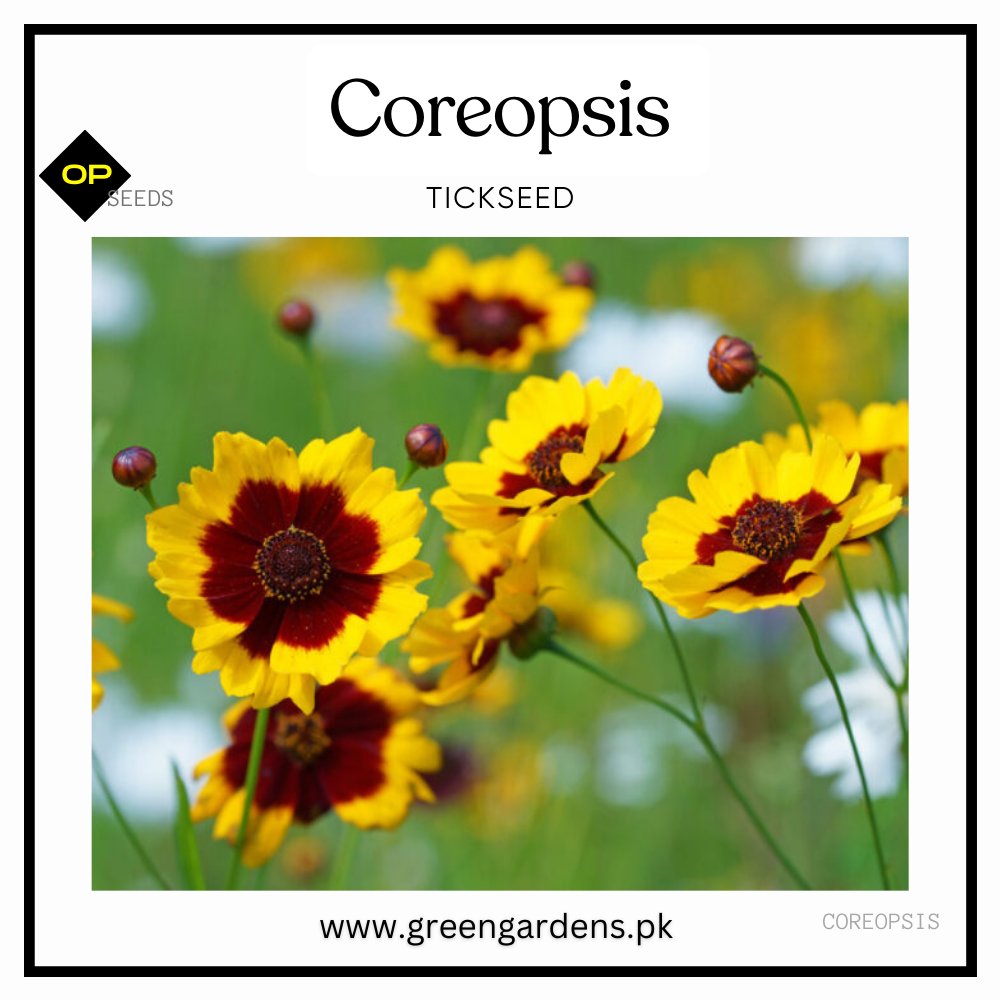 Coreopsis Seeds - Tickseeds (Summer)