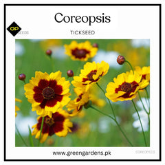 Coreopsis Seeds - Tickseeds (Summer)