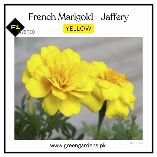 French Marigolds Seeds - Jaffery YELLOW (Winter)