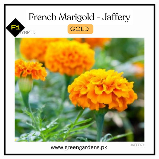 French Marigolds - Jaffery GOLD (Winter)