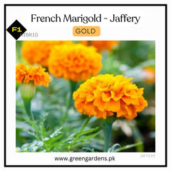 French Marigolds - Jaffery GOLD (Winter)