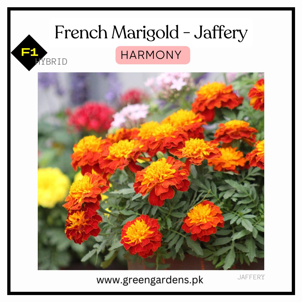 French Marigolds - Jaffery HARMONY (Winter)