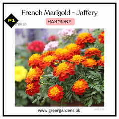 French Marigolds - Jaffery HARMONY (Winter)