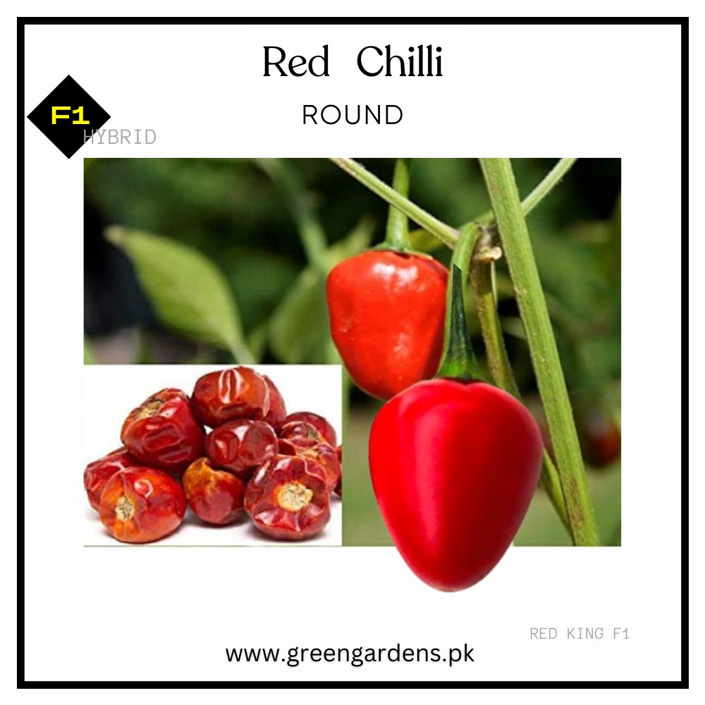 Red Chilli Seeds - Red King F1 (WINTER) لال مرچ گول