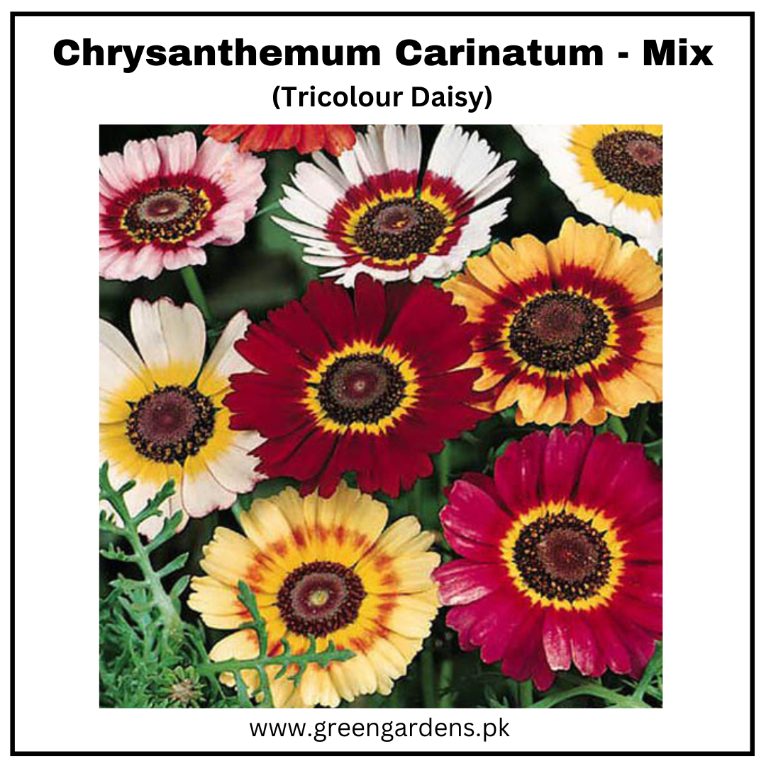 Chrysanthemum Carinatum Seeds  (Tricolor Daisy)