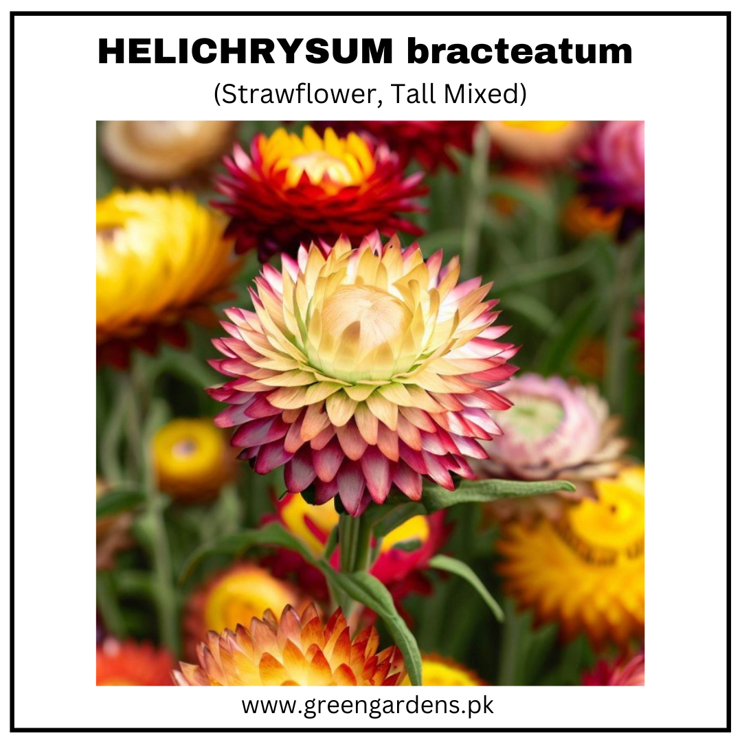 HELICHRYSUM bracteatum (Strawflower, Tall Mixed)