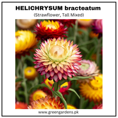 HELICHRYSUM bracteatum (Strawflower, Tall Mixed)